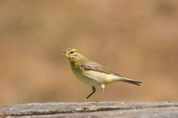 Söğütbülbülü » Willow Warbler » Phylloscopus trochilus