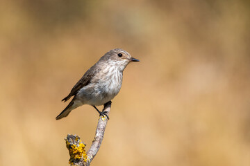 Fototapeta premium Halkalı sinekkapan » Collared Flycatcher » Ficedula albicollis 