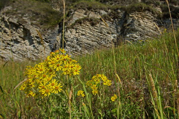 Slopes of the Caucasian mountains