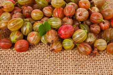 Colorful ripe gooseberries with leaf on a jute background.