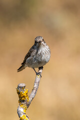 Halkalı sinekkapan » Collared Flycatcher » Ficedula albicollis
