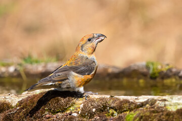 Çaprazgaga » Red Crossbill » Loxia curvirostra