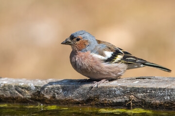 İspinoz &raquo; Common Chaffinch &raquo; Fringilla coelebs