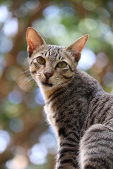 Most charming Cute cat looking in outdoor