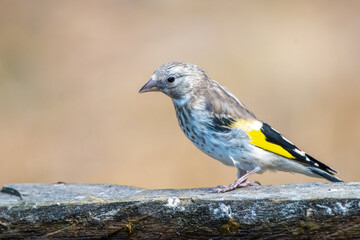Saka » European Goldfinch » Carduelis carduelis