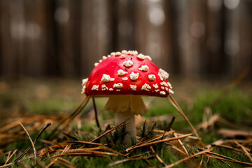 close-up of poisonous fly-agaric growing among green moss and dry pine needles