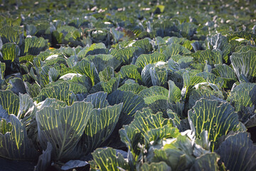 Dithmarscher Kohl