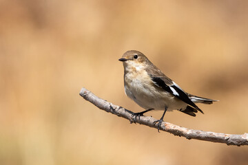 Halkalı sinekkapan » Collared Flycatcher » Ficedula albicollis
