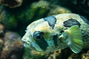 Puffer fish at close range.