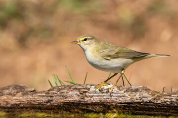 Söğütbülbülü » Willow Warbler » Phylloscopus trochilus