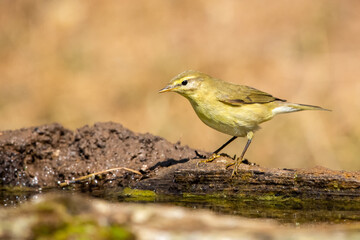 Söğütbülbülü » Willow Warbler » Phylloscopus trochilus