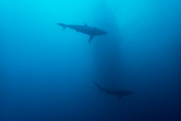 Two oceanic blacktip sharks stalking a fishing ship. Carcharhinus brevipinna