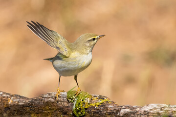 Fototapeta premium Söğütbülbülü » Willow Warbler » Phylloscopus trochilus