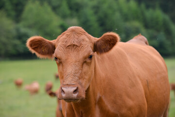 What are you looking at? Close up shot of beautiful brown cow as it stands in field in rural England .