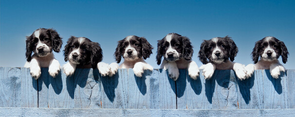 Five cute black and white spaniels peeping over a blue fence on a sunny day
