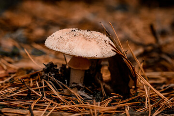 beautiful mushroom with pale pink cap with white spots growing in the autumn forest