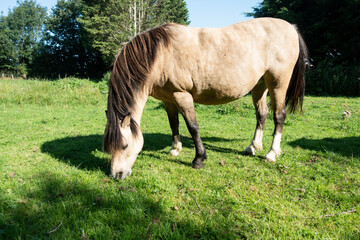Obraz na płótnie Canvas Very fat pony grazing on grass on a sunny day, running the very serious risk of becoming ill because it is too overweight and unhealthy.