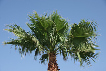 Top of a tall California fan palm under bright blue sky