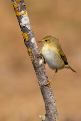 Söğütbülbülü » Willow Warbler » Phylloscopus trochilus