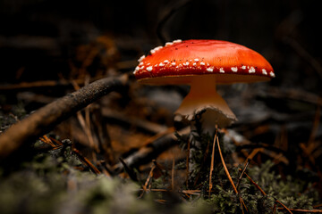 beautiful mushroom with bright red cap with white spots growing in the autumn forest