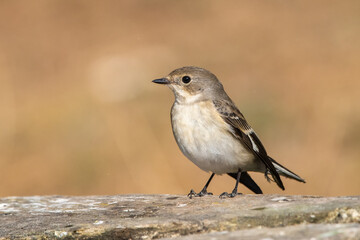 Halkalı sinekkapan » Collared Flycatcher » Ficedula albicollis

