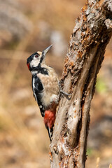 Orman alaca ağaçkakanı » Great Spotted Woodpecker » Dendrocopos major
