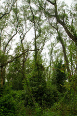 View of an enchanting green forest foliage and leafage with a beautiful sunlight, Pre Delta National Park