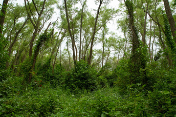 Panorama view of an enchanting green forest foliage and leafage with a beautiful sunlight, Pre Delta National Park