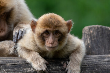 Barbary macaques 