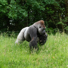 Gorilla Silverback