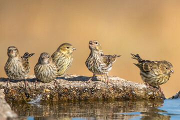 Küçük iskete » European Serin » Serinus serinus