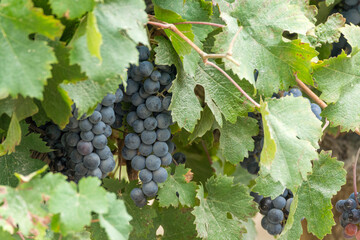 Black wine grapes ready to harvest, wine making in France