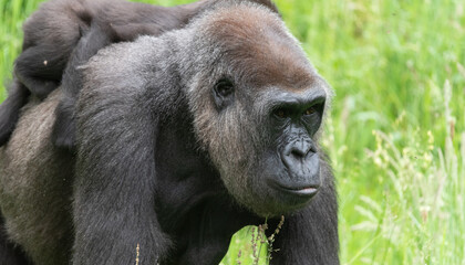 Gorilla Mother 
