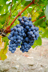 Black wine grapes ready to harvest, wine making in France