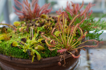 Botanical collection, different Carnivorous plants which trapping and consuming animals and protozoans, insects