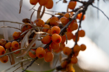 Sick plant, disease berries on branch. Sea buckthorn (Hippophae rhamnoides) is dioecious shrub or tree, species of Hippopha&euml; genus of Lokhovye family