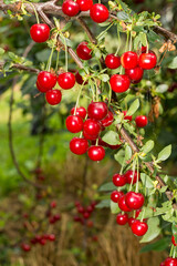 Harvesting of sour kriek cherry in Belgium