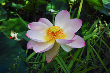 Fototapeta premium Blossom of huge pink waterlily lotus flower in garden pond