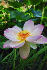 Blossom of huge pink waterlily lotus flower in garden pond