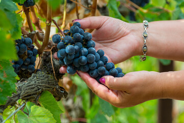 Black wine grapes ready to harvest, wine making in France