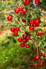 Harvesting of sour kriek cherry in Belgium