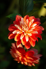 Red dahlia flowers on dark backgroud