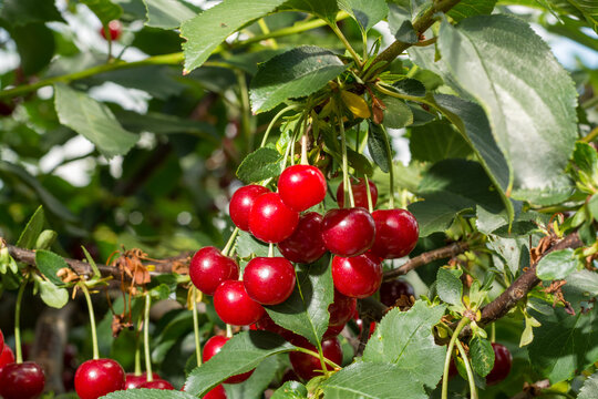 Harvesting of sour kriek cherry in Belgium