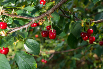 Harvesting of sour kriek cherry in Belgium