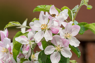 Fruit orchard in spring, pink blossom of apple fruit trees