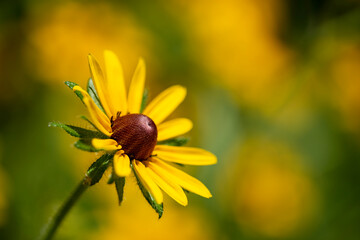 yellow flower fully bloomed