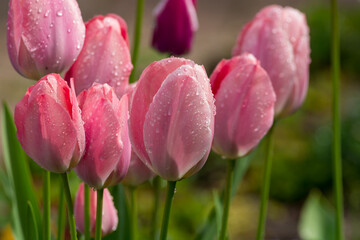 Obraz premium Spring blossom in garden, pink tulips flowers