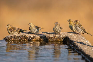 Küçük iskete » European Serin » Serinus serinus