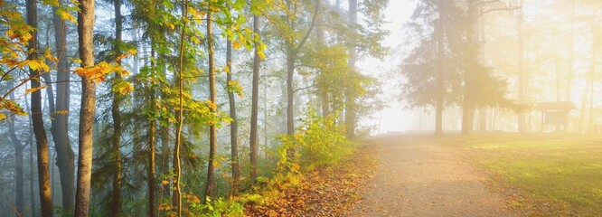 Pathway through the forest in a mysterious morning fog, natural tunnel of the colorful trees, soft light. Idyllic autumn scene. Pure nature, ecology, seasons. Atmospheric landscape. Sigulda, Latvia;