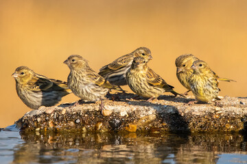 Küçük iskete » European Serin » Serinus serinus